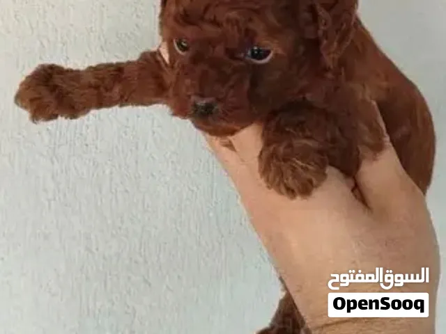 اصغر كلب بلعالم