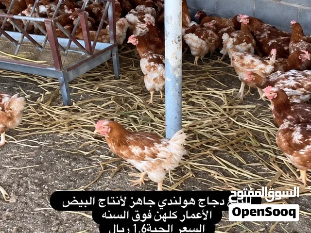 متوفر دجاج هولندي ارخص سعر ومتوفر بيض مخصب
