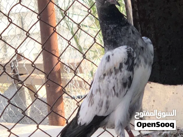 حمام باكستاني طيار