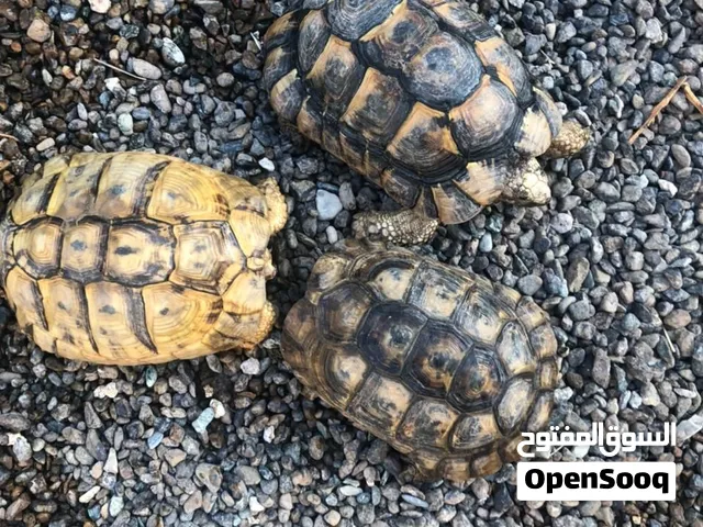 3 سلاحف للبيع
