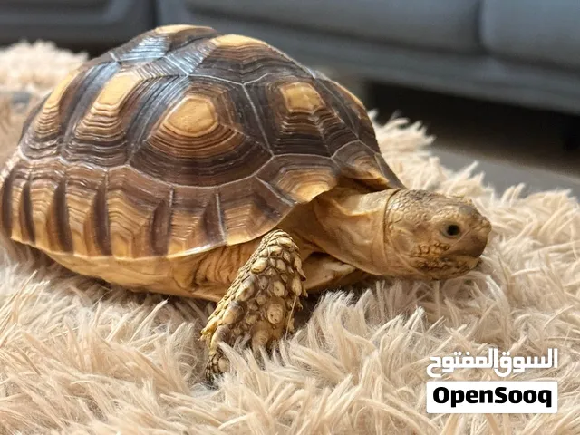سلحفاة سلوكاتا أنثى