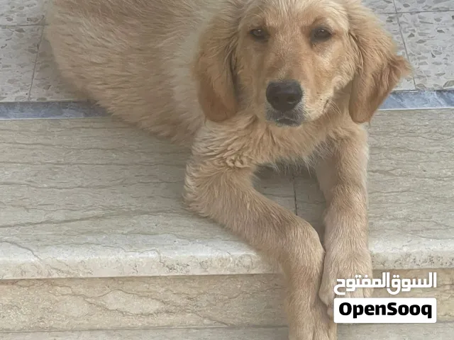 جولدن عظم عريض