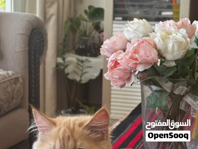 قط للبيع ذكر أليف جميل مرح  ولعوب وذكي عمر 6 اشهر