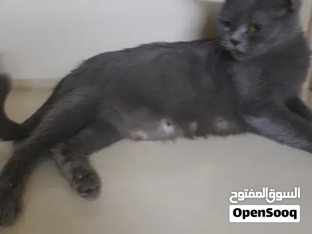 قطة برتش بلو منتجة معاها 4 كيتن