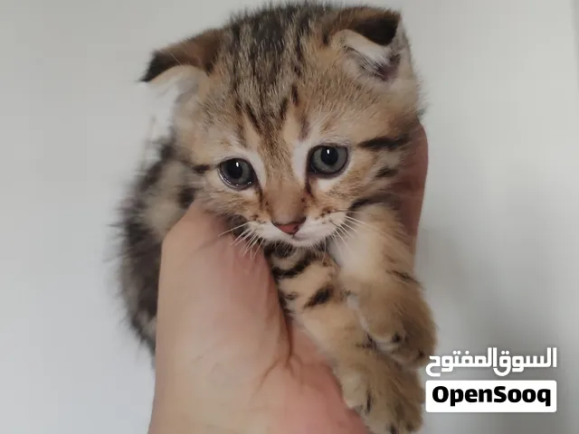 سكوتش شهرين للبيع متعودين ليتر بوكس