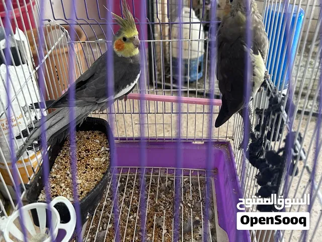 جوز ببغا كوكتيل