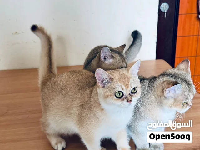 قطط سكوتش بيور