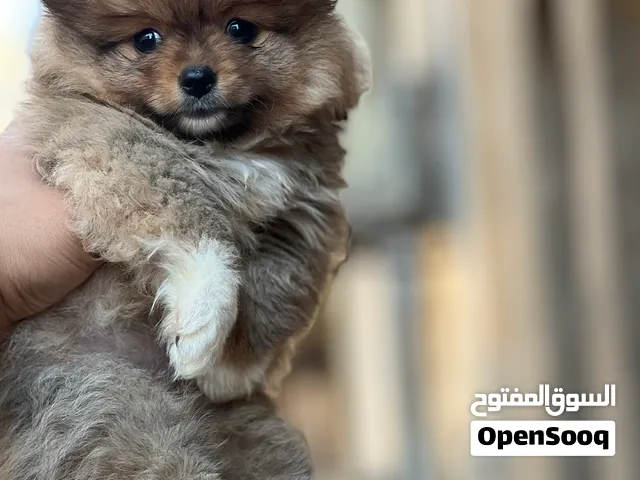 Pomeranian puppy