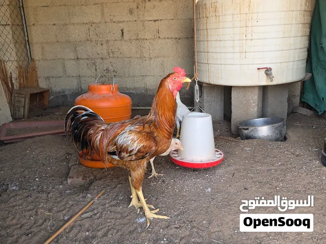 دجاج باكستاني للبيع