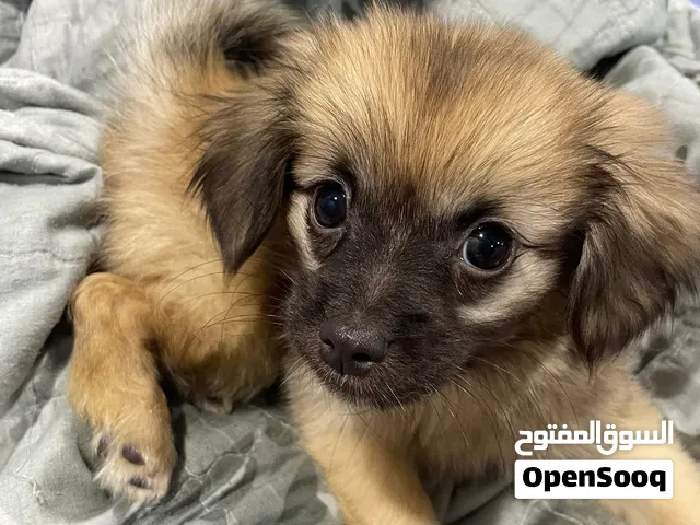 كلب نوعه بكنيز  عمر شهرين متعلم لتر بوكس اليف انثى صغير جدا بحجم اليدم حجم ثابت لعوب كلش  يحب صاحبه