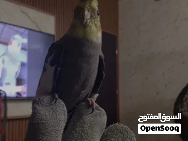 للبيع كوكتيل الاسم ماريو