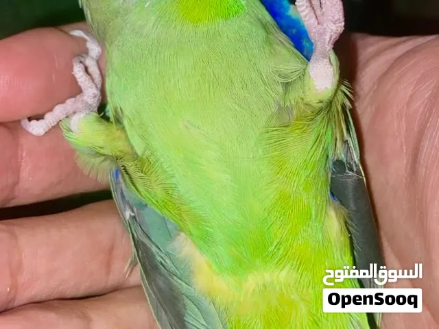 بورتليت اليف