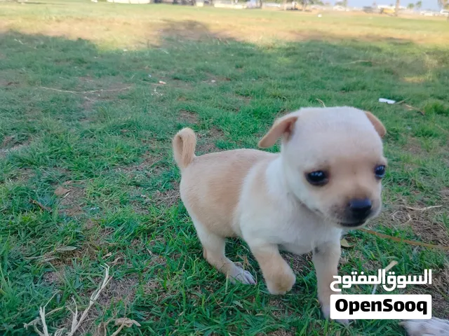 جرو شيواوا اصيل سلالة اباتشي حجة صح حجم صغير بكل