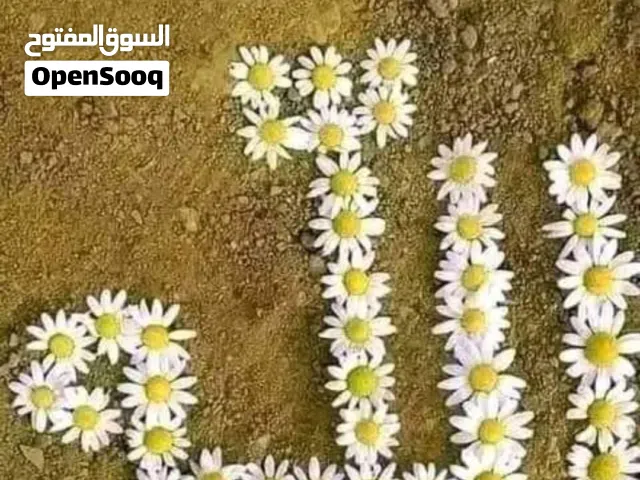 معلمة كيمياء وفيزياء وعلوم للحلقة الاولى والمتوسطة