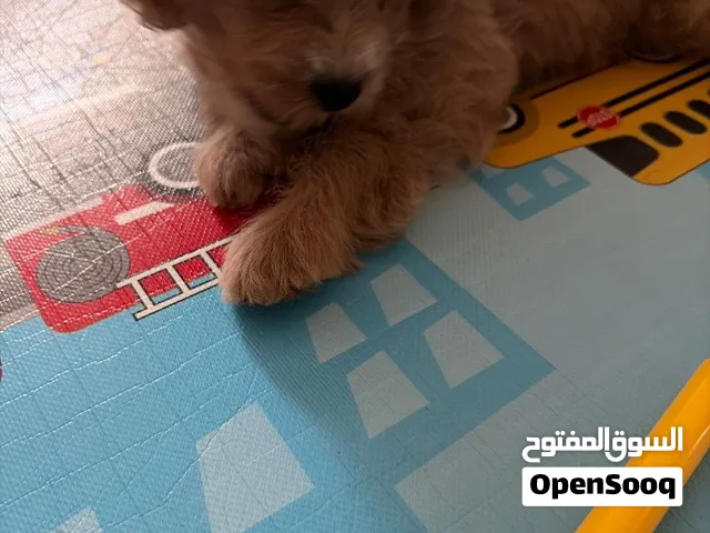 جرو البامبو المميز