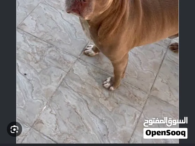 مطلوب بيتبول او اميركن بولي مستوى قوي