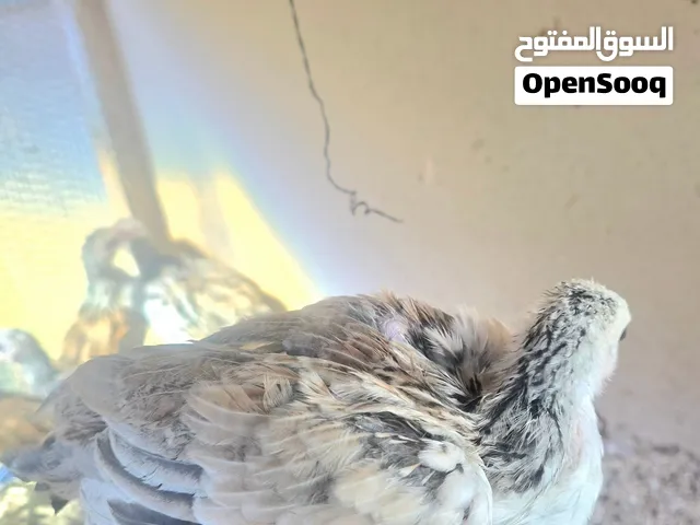 فروجات دجاج دندراوي فواتح خط اول
