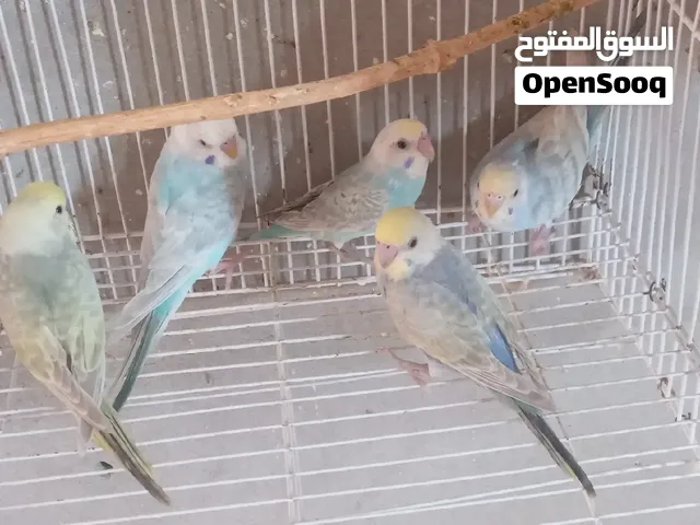 بسم الله ماشاء الله لاقوة إلا بالله  متاح 5طروف رينبو 4ذكور وإنتي 25 دل الطرف