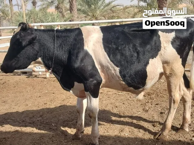 للبيع عجل الام هولنديه والاب جيرسي