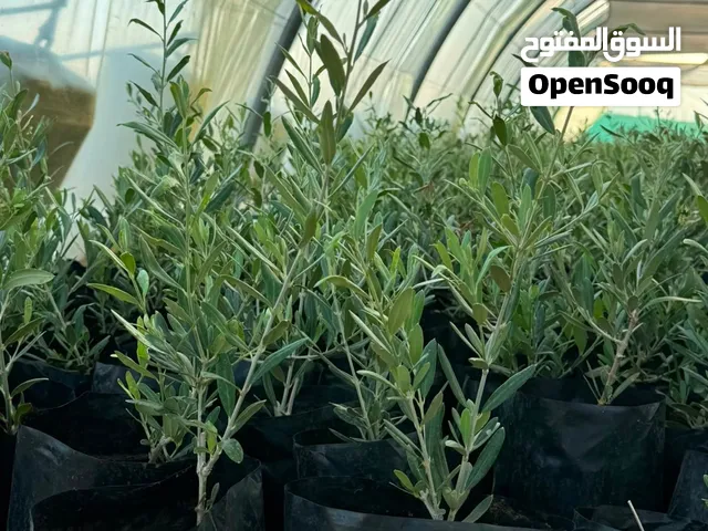 شتلات زيتون كورونيكي للبيع – كمية كبيرة