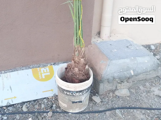 مطلوب نشو الخشبة. فسيلتين.