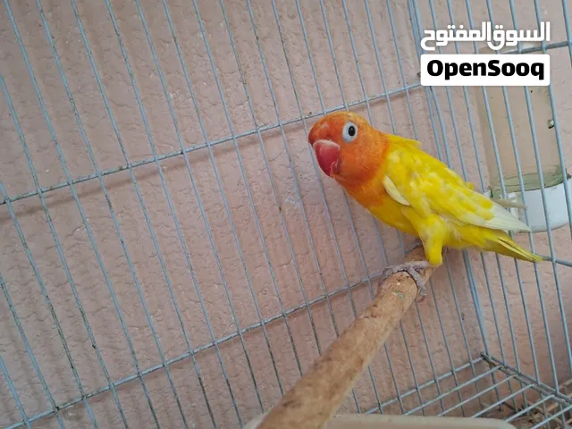 طائر حب فيشر بلون مميز عمره شهرين ونصف