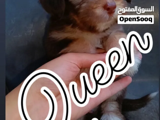 ميني هافانيز