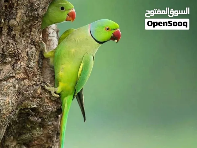 أزواج دره منتجه للبيع