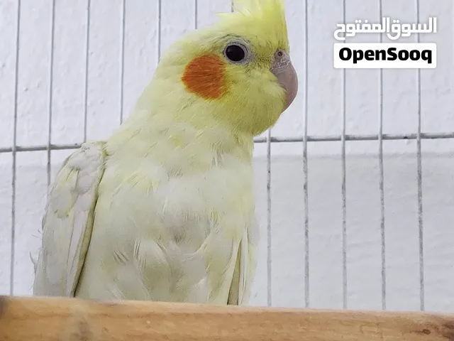 جوز كوكتيل صحه ونظافة اليفات 80% اقرا الوصف ضروري