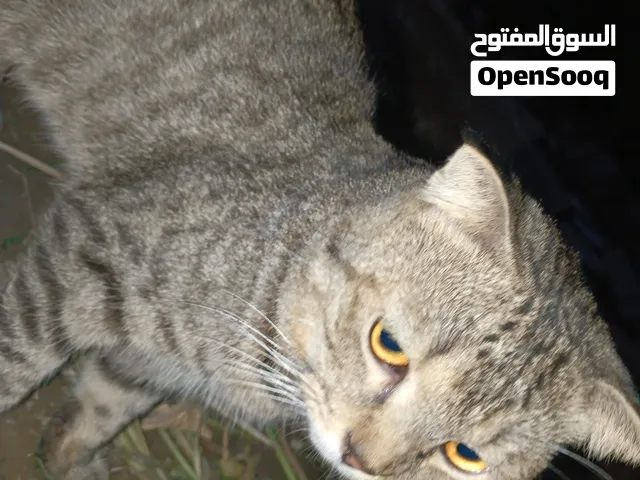 قط Scottish Fold ذكر