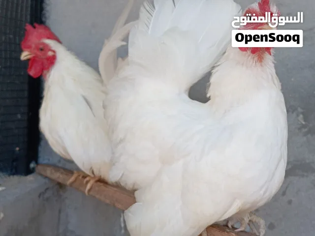 كوبيه كيني