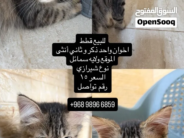 للبيع قطط اخوان بسعر مناسب