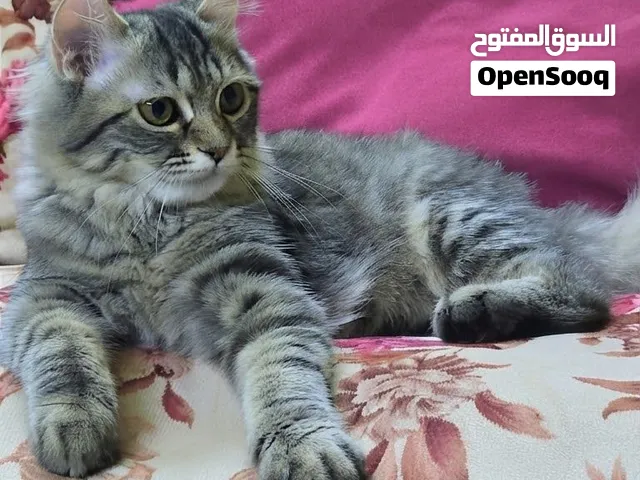 بنوتة تايقر شيرازي.. قمة الدلع والنظافة .