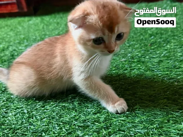 كيتنز سكوتش قولد NY12 للبيع