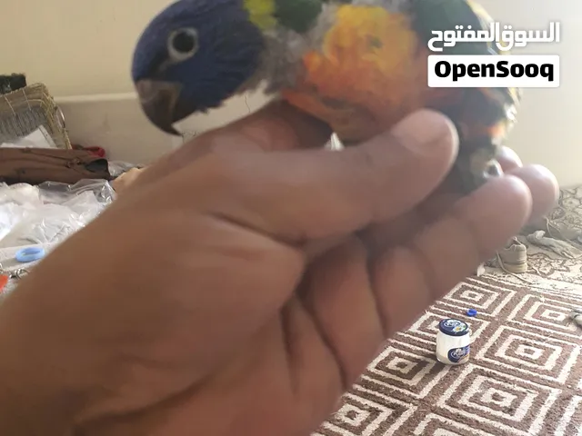لوري رينبو