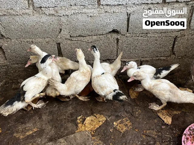 بط للبيع صغار وكبار