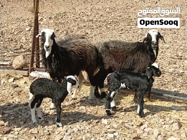 للبيع جعد مع اولدهن كبشان رويانت حليب ما شاالله