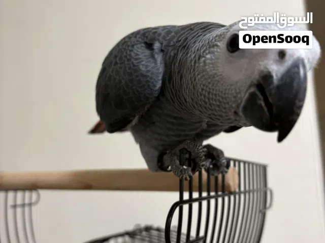 ببغاء كاسكو