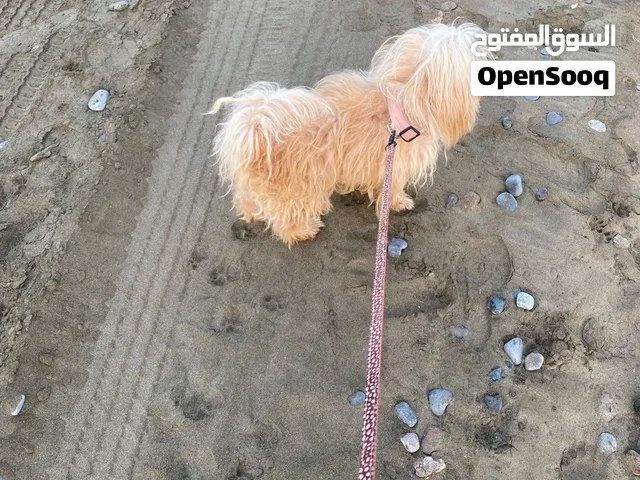 السعر 50قابل لتفاوض