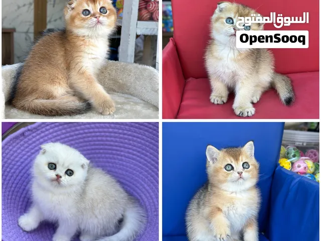 تبارك الله 14 قط صغير سكوتش فولد وبرتش وشانشيلا الاسعار ابتداء من 70 جميع الالوان