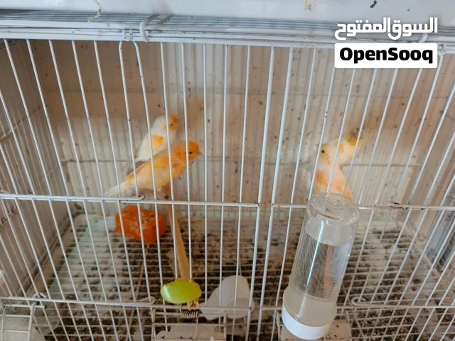 كنار انتاج بيت
