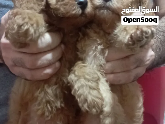 Available Toy Poodle very active teddy  Bear face