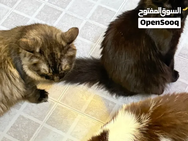 قطط أليفه للبيع