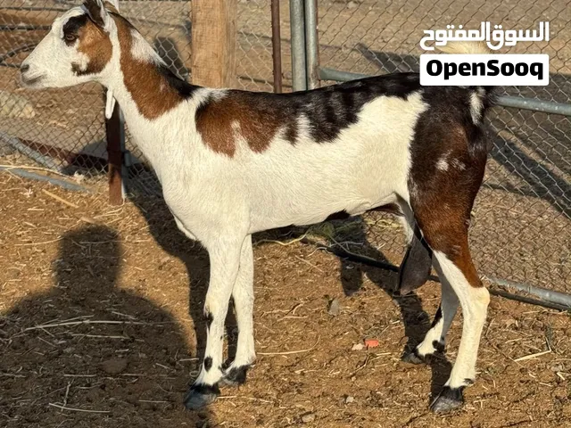 للبيع شاه مهجنه راهيه