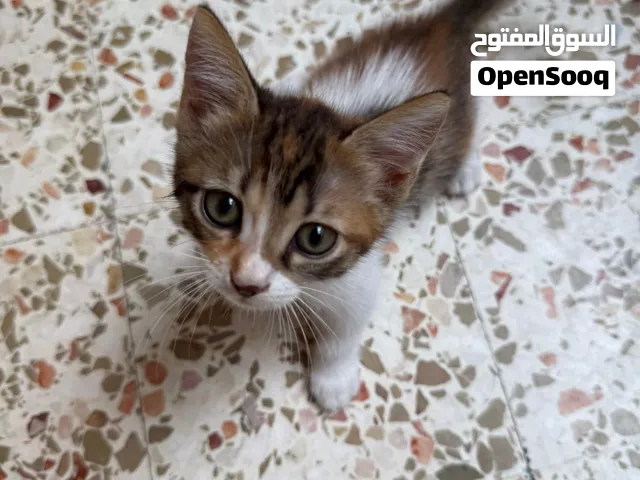 قطط صغار لتبني