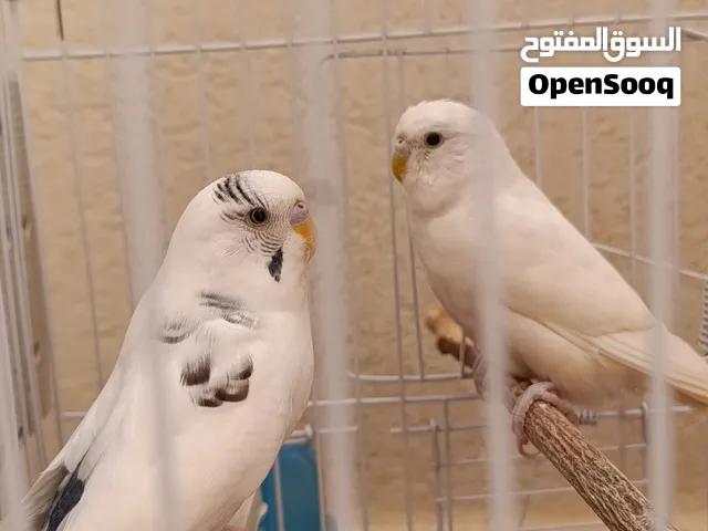طيور بقالينو للبيع داخل طرابلس