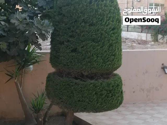 فني قص و تقليم اشجار الجولد ستار واشجار الزينه وأعمال البستنه