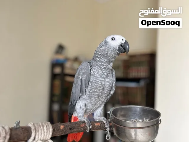 ببغاء زنجباري - كاسكو