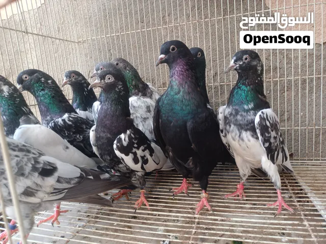 حمام باكستاني