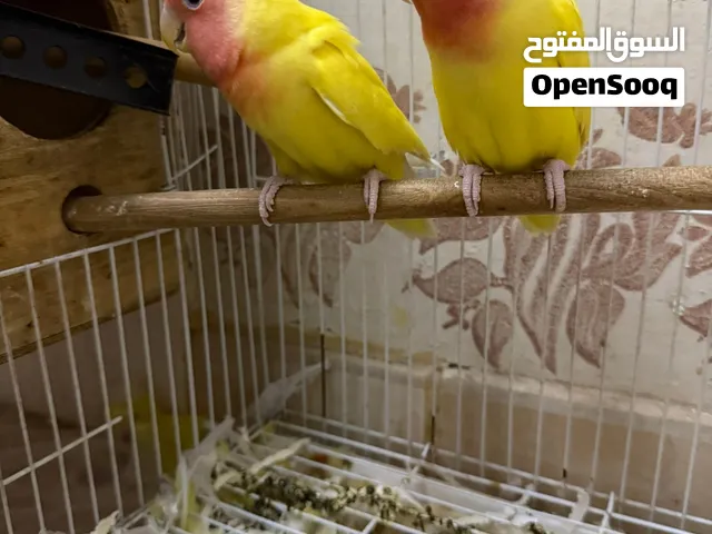3 لجواز روز جامبو